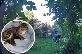 The moment that Kiwi the cat, inset, was savaged by an XL Bully-type dog in Norwich