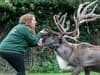 Reindeer's Christmas gift: animal sanctuary fundraising to get Sven the 'heartbroken' reindeer a new friend