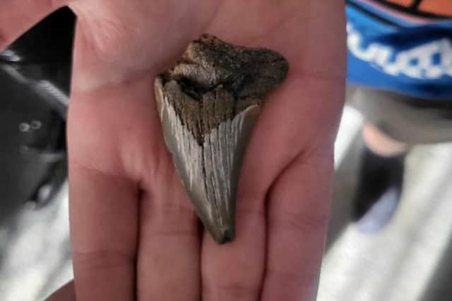 A schoolboy has found a rare shark tooth while waking on the beach and is appealing for more information about his discovery (SWNS)