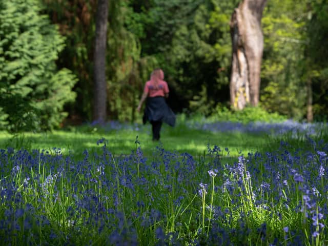 Bluebells at the Royal Botanic Gardens in Kew, West London (Photo: Jeff Moore/PA Wire)