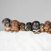 All 11 of Winnie's puppies (Emma Trimble / SWNS)