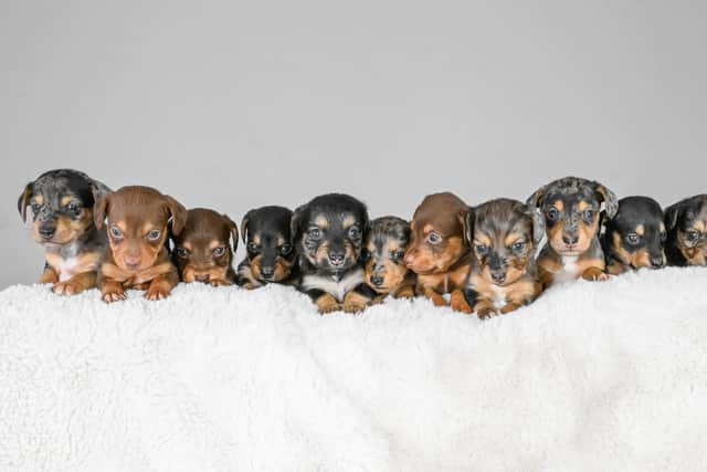 All 11 of Winnie's puppies (Emma Trimble / SWNS)
