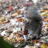 A squirrel picks up a conker beneath trees that are beginning to show their autumn colours (Photo: Matt Cardy/Getty Images)