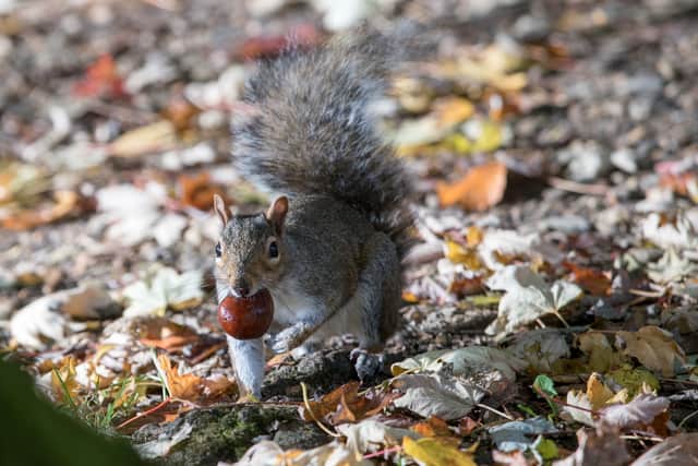 A squirrel picks up a conker beneath trees that are beginning to show their autumn colours (Photo: Matt Cardy/Getty Images)