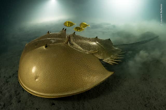 The ancient mariner/the golden horseshoe (Laurent Ballesta/Wildlife Photographer of the Year)
