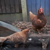 Scientists have used gene-editing techniques to identify and change parts of chicken DNA that could limit the spread of the bird flu virus (Photo: Yui Mok/PA Wire)
