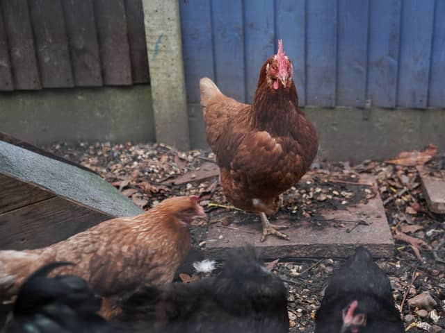 Scientists have used gene-editing techniques to identify and change parts of chicken DNA that could limit the spread of the bird flu virus (Photo: Yui Mok/PA Wire)