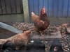 Bird flu: UK scientists have gene-edited chickens to resist disease - but activists fear it may enable 'bad farming'