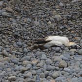 A gannet found on Shetland thought to have died of bird flu, as it sweeps through UK seabird colonies (RSPB Scotland)