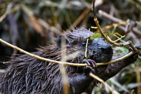 The hope is that the newly released beavers transform their surrounds into a thriving wetland (Caroline Teo/GLA/Supplied)