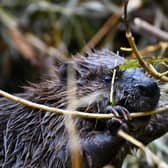 The hope is that the newly released beavers transform their surrounds into a thriving wetland (Caroline Teo/GLA/Supplied)