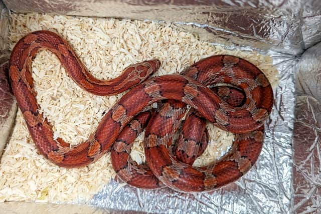 A member of the public was given a shock after discovering a snake dumped inside a Marks & Spencer bag at a bus stop near a Premier League football ground Villa Park in Birmingham