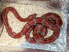 Snake dumped near Villa Park in Birmingham in M&S bag, says RSPCA