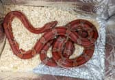 A member of the public was given a shock after discovering a snake dumped inside a Marks & Spencer bag at a bus stop near a Premier League football ground.The RSPCA were called after the corn snake was found inside the large insulated food bag on Witton Road, in Birmingham, next to Aston Villa's stadium Villa Park.