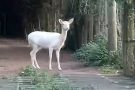 Esha Patel, 19, has spotted an extremely rare white deer in the UK. She caught it on camera but its precise location has not been revealed to ensure the safety of the creature. Photo by SWNS/Esha Patel.