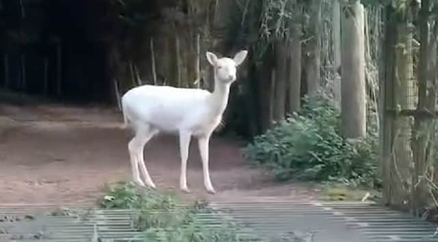 Esha Patel, 19, has spotted an extremely rare white deer in the UK. She caught it on camera but its precise location has not been revealed to ensure the safety of the creature. Photo by SWNS/Esha Patel.