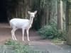 Animal magic: Woman has 'fairytale' experience after spotting rare white deer in the UK - watch the video