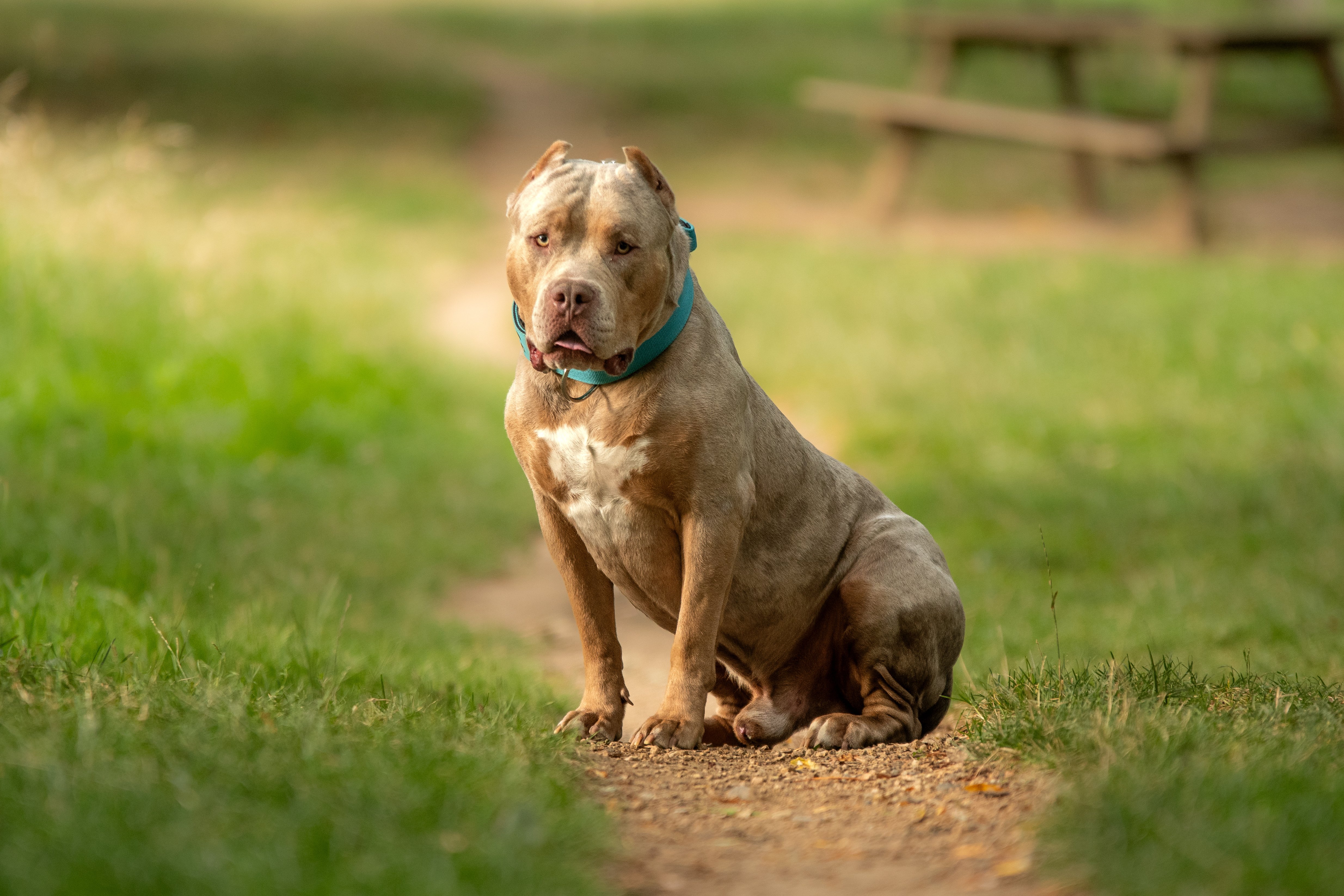 XL Bully: Two women in hospital after being attacked by dog