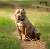 Two women have been taken to hospital after being attacked by a dog which is suspected to be an XL bully in Stoke-on-Trent. Stock image of an XL Bully dog by Adobe Photos.