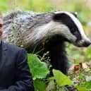Labour has said it would end the controversial culling of badgers to control bovine TB (NationalWorld/Adobe Stock/Getty)