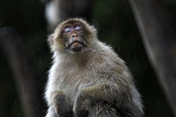 A monkey survives for two years with a pig's kidney in an 'extraordinary milestone' (GUILLAUME SOUVANT/AFP via Getty Images)