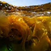Seaweed was common food in Europe for thousands of years, researchers find (Image: JOSEPH PREZIOSO/AFP via Getty Images)