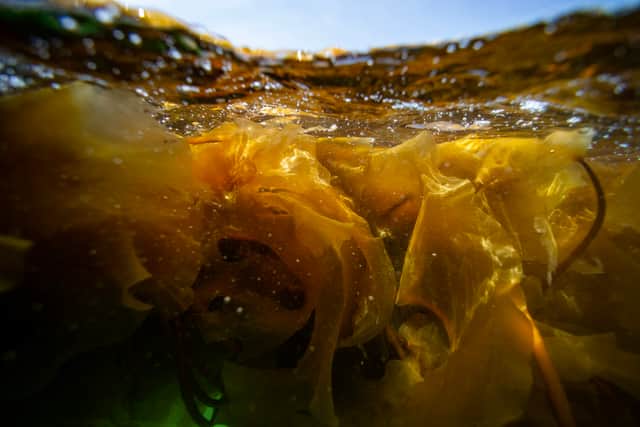 Seaweed was common food in Europe for thousands of years, researchers find (Image: JOSEPH PREZIOSO/AFP via Getty Images)