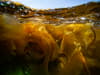 Diet: seaweed was common and popular in European food for thousands of years, researchers find