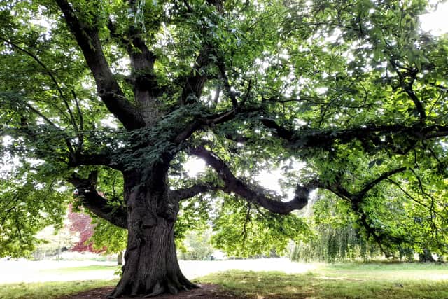 Wrexham's 'party tree' is this year's Tree of the Year winner (Photo: Woodland Trust/Supplied)