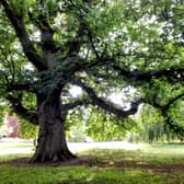 Wrexham's 'party tree' is this year's Tree of the Year winner (Photo: Woodland Trust/Supplied)