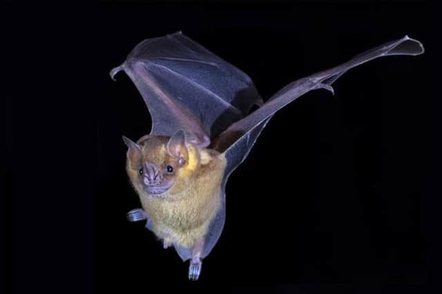 The Jamaican fruit bat. (Image: McCombie and Siepel labs/Cold Spring Harbor Laboratory)