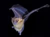 Bat genes could help create better treatments for cancer and Covid, researchers say