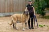 Huge 12 stone Anatolian Shepherd dog at Dogs Trust, Loughborough looking for forever home