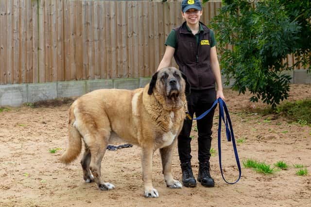 Anatolian Shepherd, Major, is currently at Dogs Trust Loughborough, but is looking for his forever home