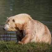 Europe's largest polar bear reserve to open in Suffolk this weekend (Image: Jimmy's Farm & Wildlife Park)