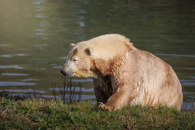 Europe's largest polar bear reserve to open in Sussex this weekend (Image: Jimmy's Farm & Wildlife Park)