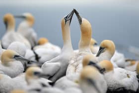Gannets nesting on Bass Rock in the Firth of Forth (Photo: Jeff J Mitchell/Getty Images)