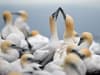 Bird flu: breakthrough 2023 research reveals seabirds show immunity to avian influenza