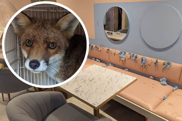 RSPCA rescue terrified fox after it trashed café after getting trapped at Pawsitive Café in Westbourne Grove, London 