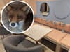 RSPCA rescue terrified fox after it trashed Pawsitive Café in Westbourne Grove, London after getting trapped