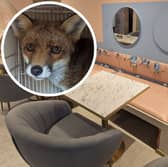 RSPCA rescue terrified fox after it trashed café after getting trapped at Pawsitive Café in Westbourne Grove, London 