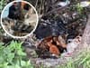 Mystery surrounds injured cat who had kittens in a Humberside layby off A1079 Hull Road surrounded by rubbish