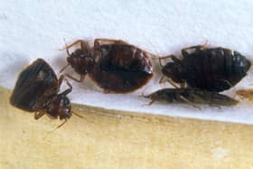 Woman left with ‘painful’ bedbug bites after Premier Inn stay wins compensation. (Photo: Alamy/PA) 