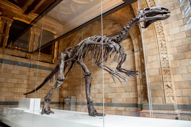 The mantellisaurus skeleton on display in Hintze Hall at the Natural History Museum in London is one of the most complete dinosaur skeletons in the UK and was found on the Isle of Wight in 1917 and is 125 million years old (The Trustees of the Natural History Museum, London)