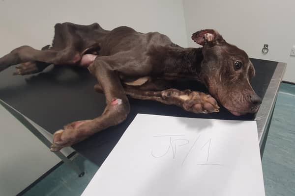 The RSPCA are appealing for information after a severely emaciated, young dog was taken to a pet hospital by a member of the public. (Credit: RSPCA)