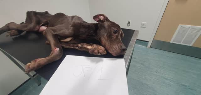 The RSPCA are appealing for information after a severely emaciated, young dog was taken to a pet hospital by a member of the public. (Credit: RSPCA)