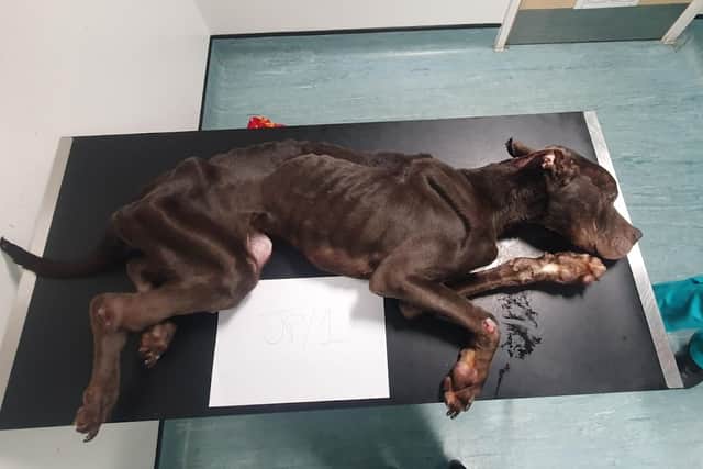 Severely emaciated crossbreed Chicko was handed into the Manchetser pet hospital barley alive. (Credit: RSPCA)