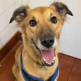 Seven-year-old Saluki crossbreed Boycie is looking for a new home and is at the RSPCA Millbrook Animal Centre in Surrey