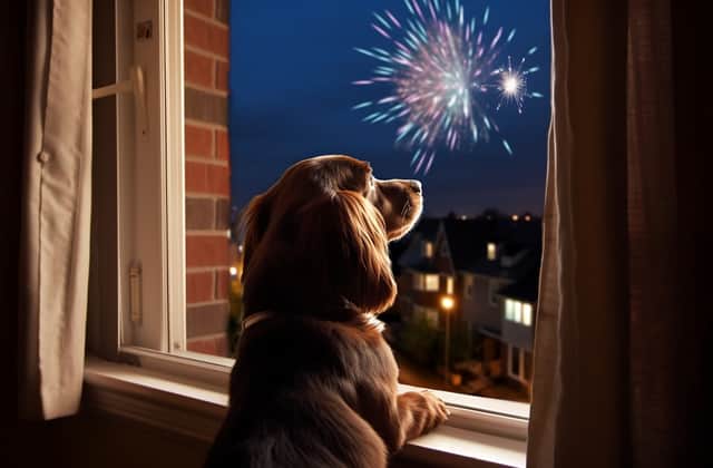 Six expert tips for how to keep dogs calm when they hear fireworks on Bonfire Night, by an animal behaviourist. Stock image by Adobe Photos.