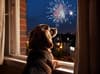 Bonfire Night 2023: Six tips for how to keep dogs calm with the sound of fireworks, by an animal behaviourist